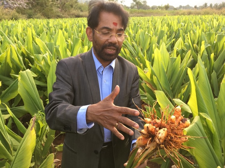 Sami Labs CEO V.G. Nair shows off a nearly mature turmeric plant. Turmeric is the main spice in Indian cuisine, and curcuminoid ingredients are extracted from the plant's root.