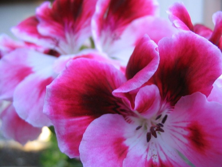 USPlabs-funded study claims to ‘confirm presence of DMAA in Chinese geranium'