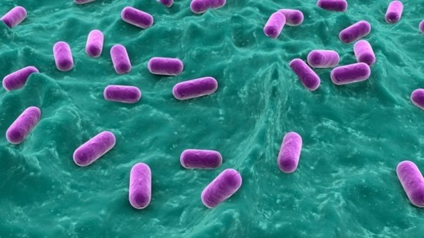 “Probiotics can help improve the health of individual patients by preventing C. difficile while also reducing the transmission of C. difficile to other, non-infected people..."