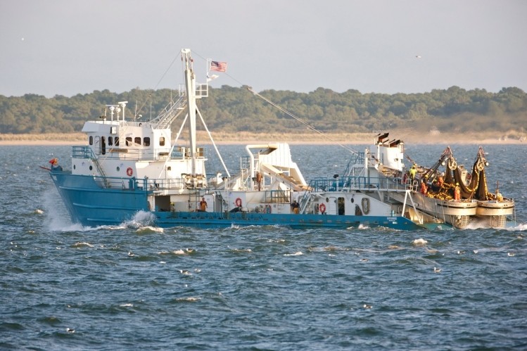 Omega Protein harvests menhaden in Chesapeake Bay and in the Gulf of Mexico.