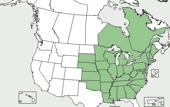 The shaded area of the map shows where Panax quinquefolius is found in North America.