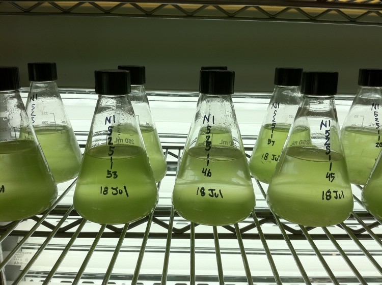 AlgaeBio unveils production stats as algal omega-3 market heats up