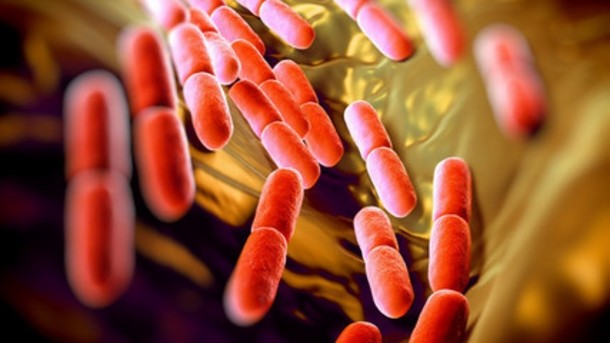 ‘Next gen’ probiotics: Chr. Hansen adds 100 new strain development library