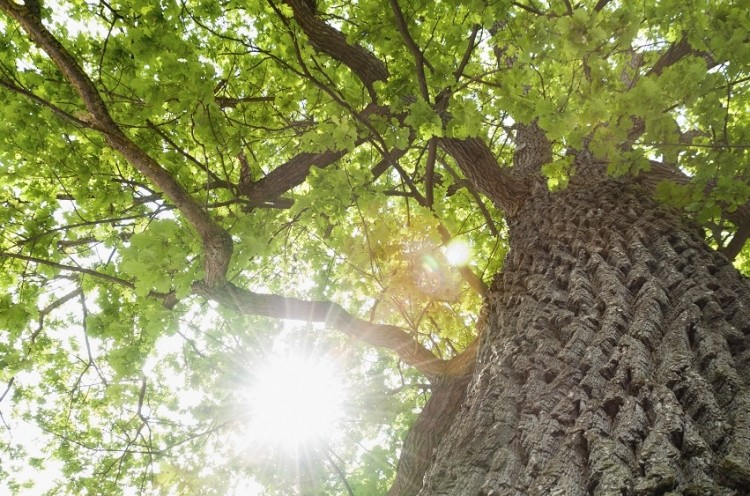 French oak. Image courtesy of Horphag