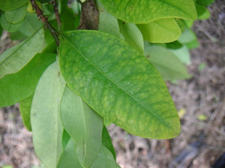 'Decocainized' coca leaf extract debuts for weight management sector