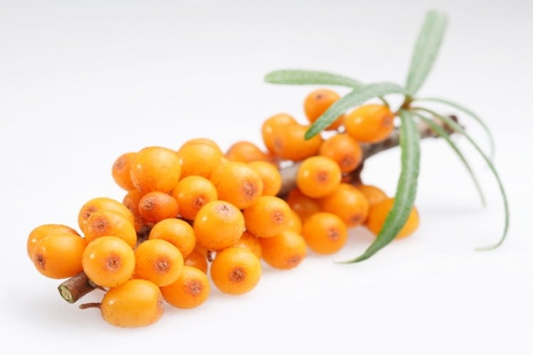 Sea buckthorn berries: "It is gratifying to now see their usefulness in cardiovascular health in a study of slightly overweight women" - Cheryl Myers, Chief of Scientific Affairs and Education at EuroPharma
