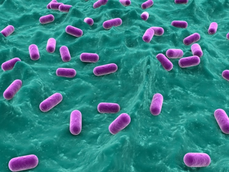 The lactobacillus strains used in this study have also been shown to survive passage through the gastrointestinal tract when given to healthy volunteers. (© iStock.com)