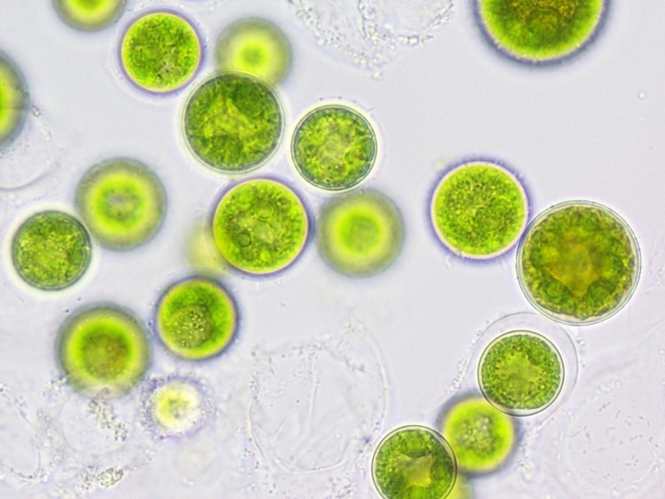 Qualitas Health cultivates a photosynthetic strain of algae.  Qualitas photo.