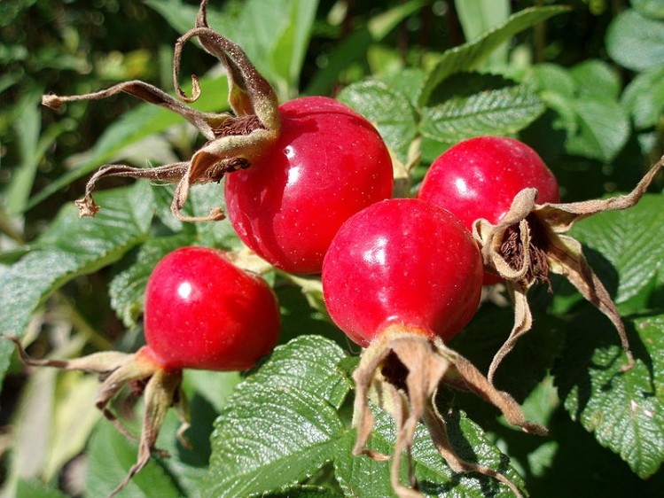 Rose hip extract may boost heart health for obese: RCT