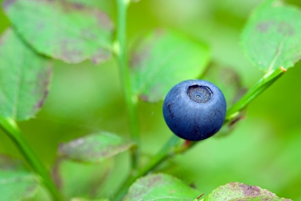 A blueberry