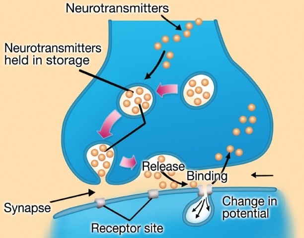Targeted Medical Pharma said its amino acid-based medical foods can alter neurotransmitter production.  Targeted Medical Pharma illustration.