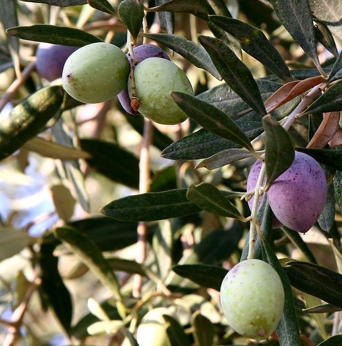 Genosa’s olive extract GRAS for food and beverage