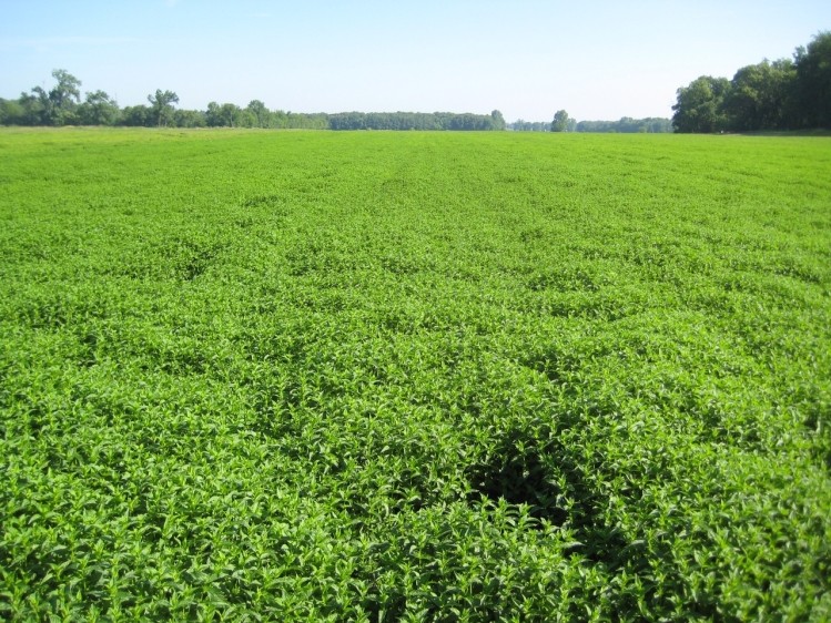 Kemin works with family farms in north central Indiana to produce KI110 and KI42 on a commercial scale using sustainable agricultural practices, and controls the supply chain for the ingredient from field to finished ingredient. Photo credit: Kemin. Used with permission