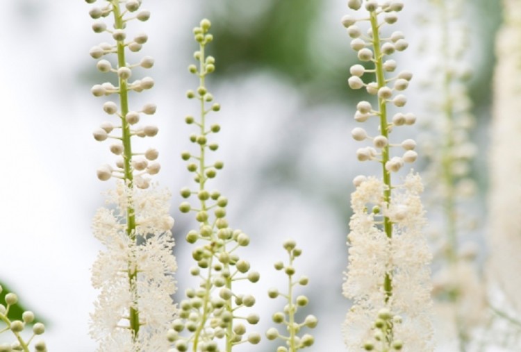 The ABC-AHP-NCNPR Botanical Adulterants Program has published peer-reviewed articles on the history of adulteration, adulteration of the herbs black cohosh  (Actaea racemosa, pictured above) and skullcap (Scutellaria lateriflora), bilberry (Vaccinium myrtillus) fruit extract and so-called “grapefruit (Citrus x pradisi) seed extract".