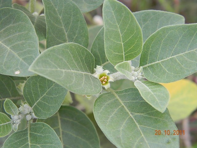 Traditional ashwagandha ingredients are limited to root extracts, but the study used a combination of root and leaf extracts. Photo by Neha Vindhya