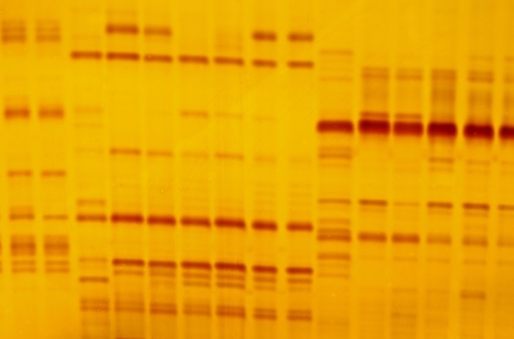 Barcodes are short genetic markers or signatures in DNA that identify which particular species it belongs to