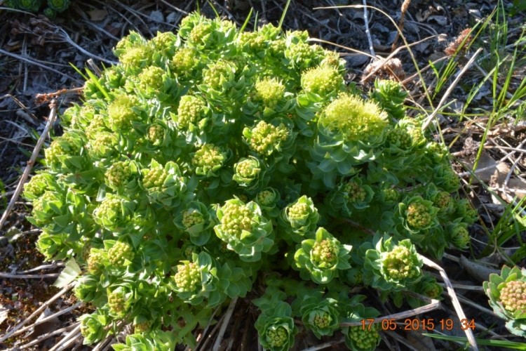 Rhodiola is a high altitudes and arctic regions plant native to Europe, North America, and Asia. Image: Petra Illig