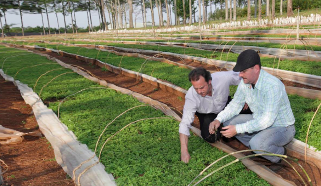 Cargill offers stevia ingredients made from the leaves.  It is also developing a fermentation platform to commercialize rebaudosides that occur at only very low levels in the plant.  Cargill photo.