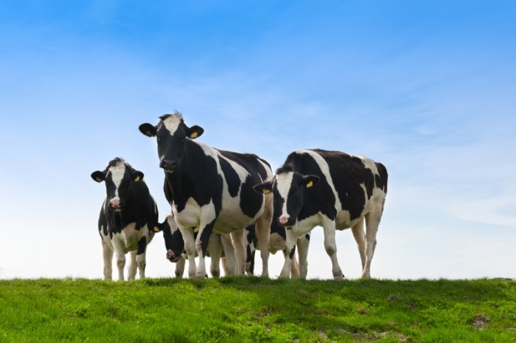 "The richest natural source of CLA is in grazing cattle, whose products contain 2 to 5 times the CLA content of conventional raised animals," said Dr Mark Cook. "By the time you strip the fat out of dairy products, reduce the consumption of red meats from ruminants, our modern consumption of CLA is likely lower than that of our parents."