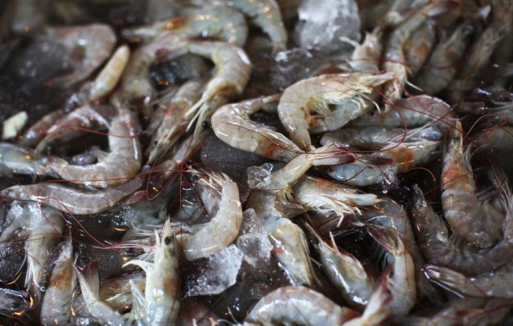 BlueOcean extracts omega-3 oils from several species of cold water shrimp. Image © iStockPhoto / sugar0607