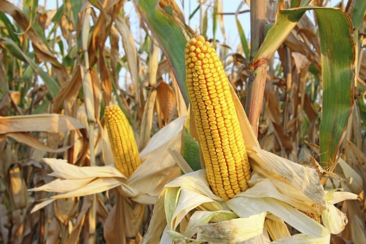 Hi-Maize resistant starch is a type of dietary fiber derived from a variety of corn that is high in amylose starch. This type of starch is resistant to digestion and acts like fiber in the human digestive tract. Image: © iStockPhoto