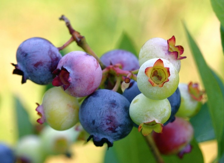 Berry pigments show heart health benefits