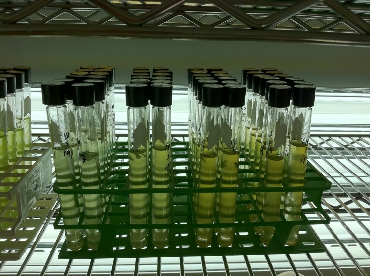 AlgaeBio aims for spring launch of novel algal EPA/DHA oils