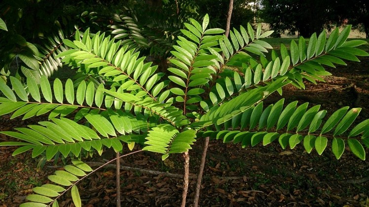 Tongkat ali (Eurycoma longifolia) Author: Mokkie