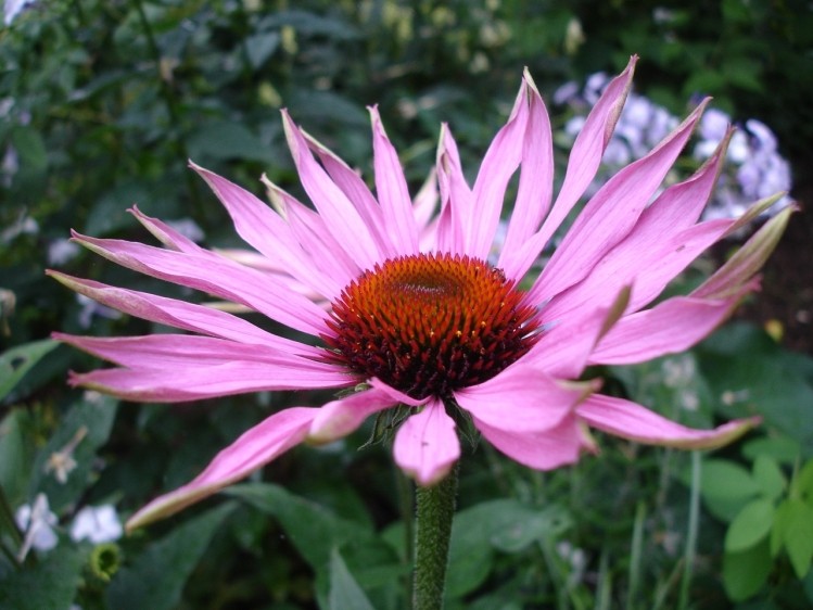 Echinacea extract may help prevent common cold: Study