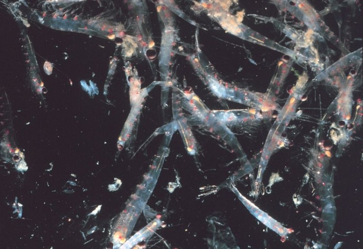 Krill: The world's largest under-exploited fishery - WWF