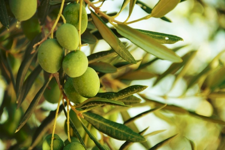 The company's Benolea (EFLA943) olive leaf extract is one of its HyperPure ingredients. © iStock / Igor_Aleks