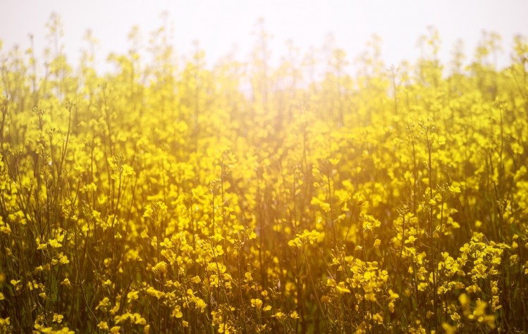 Agricultural heavyweights like Cargill and Nuseed are developing canola engineered to contain elevated levels of long chain omega-3 fatty acids. Image © Getty Images / weiXx