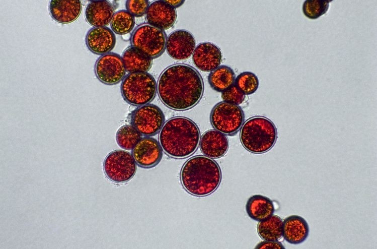Microalgae species Haematococcus pluvialis (pictured) is a source of natural astaxanthin. However, Willow Bio is using yeast as a host micro-organism. Image credit: Gettyimages/Elif Bayraktar