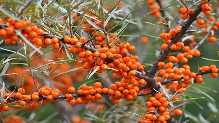 California headquartered firm Puredia farms its own sea buckthorn in the Tibetan plateau. ©Getty Images 