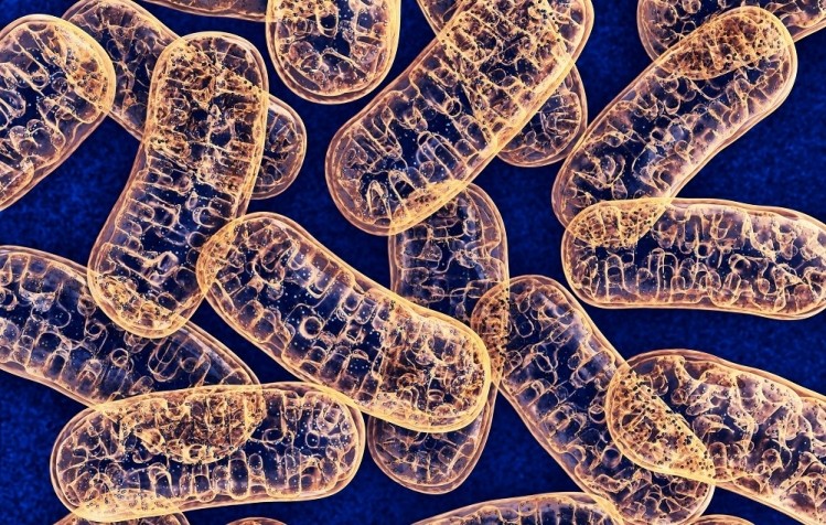 Nicotinamide riboside is a potent precursor to NAD+ in the mitochondria (pictured): NAD+ is an important cellular co-factor for improvement of mitochondrial performance and energy metabolism.  Image © Getty Images / wir0man