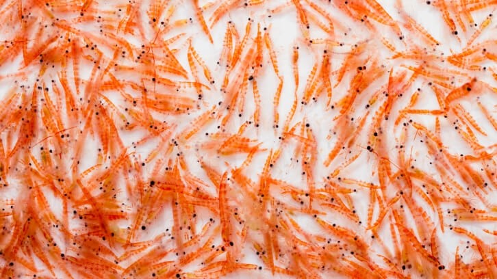Aker BioMarine sources its multi-nutrient oil from wild-harvested krill in the Antarctic Ocean © Tenedos / Getty Images