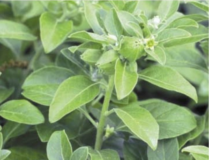 Ashwagandha is native to semi-arid habitats in Africa and Asia. Photo courtesy of the American Herbal Pharmacopoeia