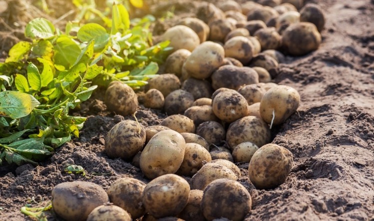 MSPrebiotic is a resistant starch derived from potato.  Image  © Getty Images / Nednapa