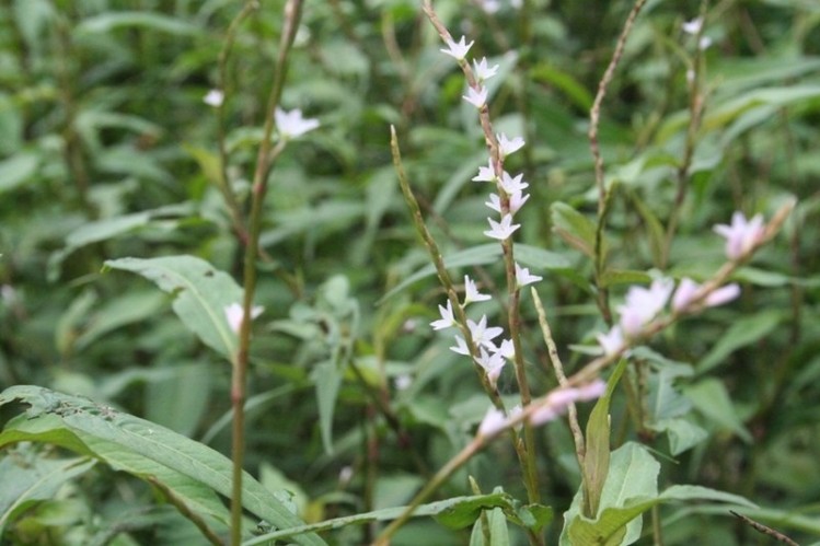 Flower and leaves of Persicaria minor (a synonym for Polygonum minus), taken in a field in Selangor, Malaysia. Photo: Cominion / Wikimedia Commons.