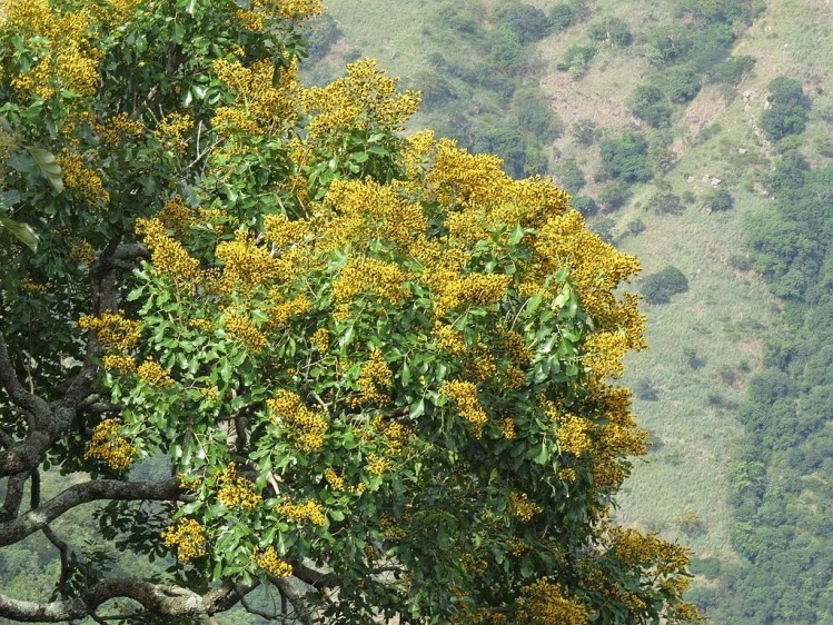 Pterocarpus marsupium tree. Photo: A. J. T. Johnsingh, WWF-India and NCF / Wikimedia Commons