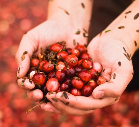 Study finds few cranberry products tested meet spec, notes chemical complexities