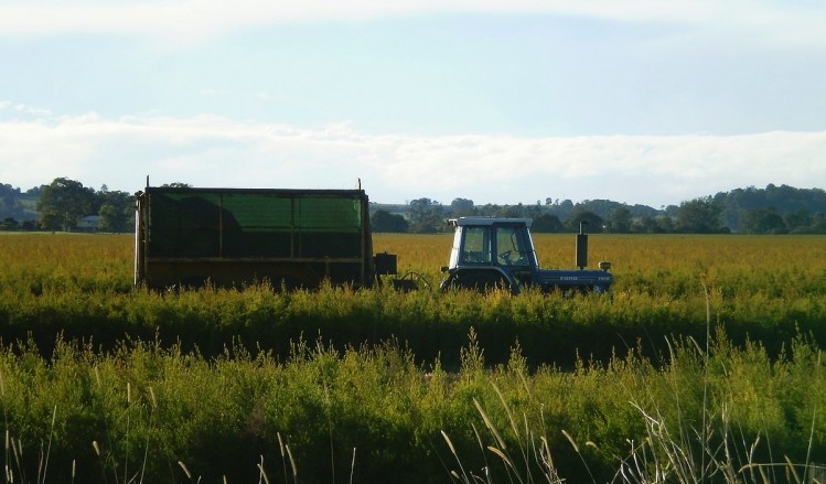 Tea tree oil plantation, harvesting equipment (a Ford tractor pulling a trailer), Coraki, New South Wales, Australia. Photo: Wikimedia Commons
