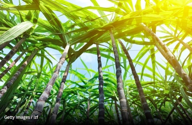 Prenexus Health makes its XOS prebiotic ingredient from high fiber sugar cane.  