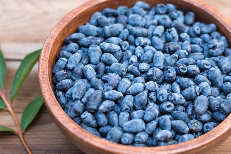 Haskap berries are elongated and covered in a dark blue to purple skin. Image © Getty Images 
