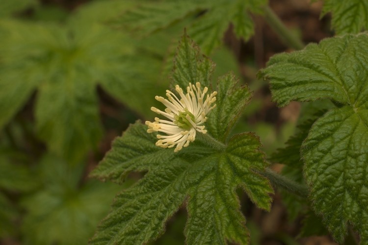 Berberine is found naturally in medicinal plants such as Goldenseal (above), while silymarin is found in Milk Thistle. Image © Getty Images / bkkm