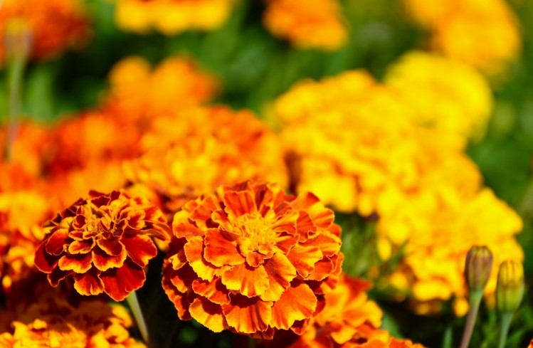 Lutein for dietary supplements is extracted from marigolds. Image © Getty Images / PaulPaladin