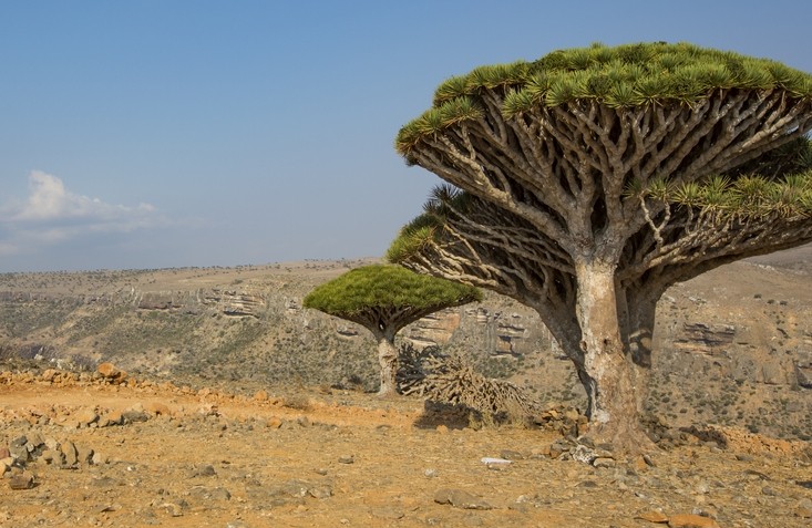 Dracaena cinnabari, which is native to the island of Socotra in the Indian Ocean, is one of at least three species from different parts of the world to which the name 'Dragon's blood' has been applied.  Getty Images.