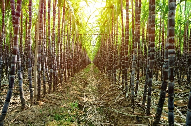 Prenexus' XOS is derived from non-GMO sugar cane grown. Image © Getty Image / lzf