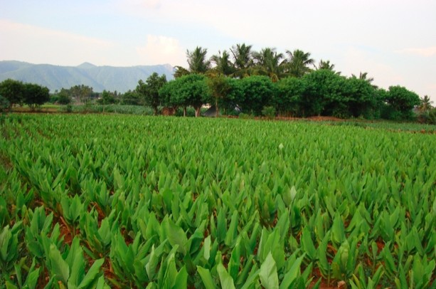 Sabinsa sources much of its turmeric raw material from farms in Tamil Nadu, India. Sabinsa photo.