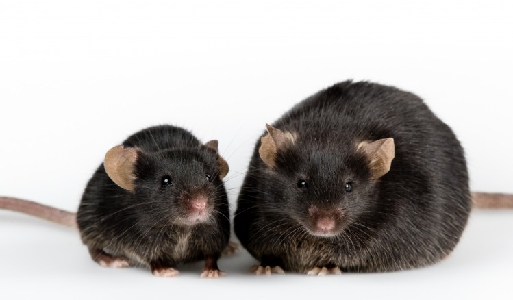 The study examined the effects of different probiotics on obesity measures in lab mice.   Image © Georgejason / Getty Images